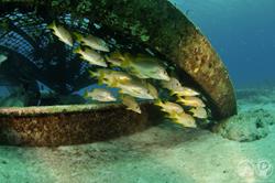 Turks & Caicos - Luxury Aggressor Liveaboard. Wreck diving.